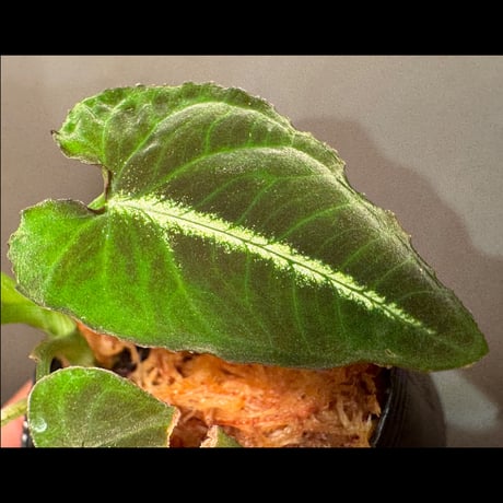 Syngonium rayii