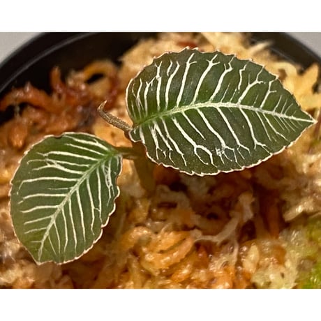 Ardisia sp. from Perlis Malaysia