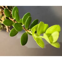 Plutarchia portillae [ECUAGENERA]