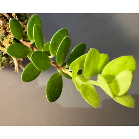 Plutarchia portillae [ECUAGENERA]