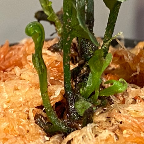 Bolbitis sinuosa from Philippines