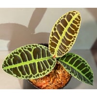Emblemantha urnulata (Labisia sp.) from Riau sumatera [LA0815-01]