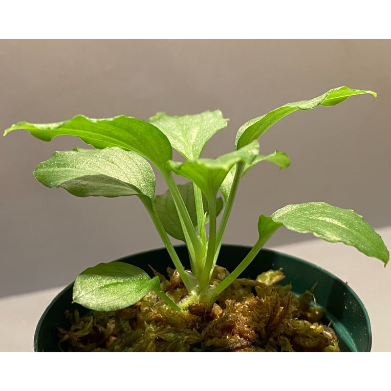 Homalomena sp. 
