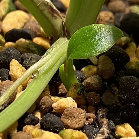 Homalomena sp. "Aceh selatan" from Aceh sumatera [TB]