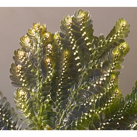 Selaginella picta