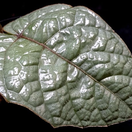 Pterisanthes sp. from Sabah-1 [R0515-01a]