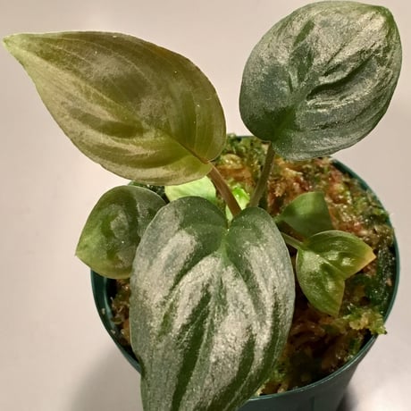 Homalomena sp. Red Velvet x？ from Kepulauan Riau wf1 [KZT]タグ付き