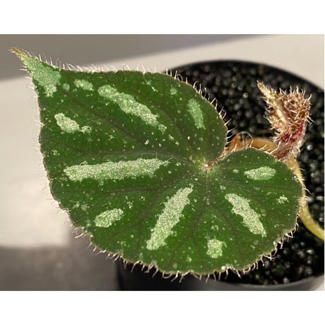 Begonia sp. from Cao Bang [YH251019] TK