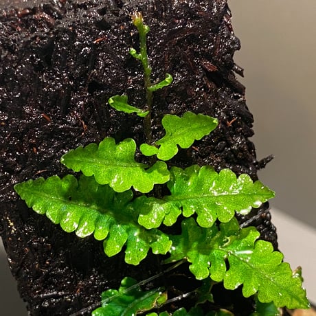 Teratophyllum sp. from Sibolga Timur [HW1017-03]