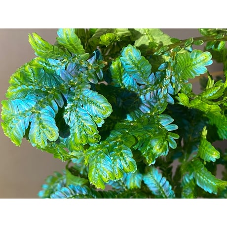 (大株) Selaginella sp.Pahang ②