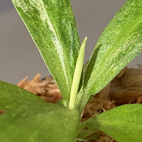 Schismatoglottis sp. "初霜錦" from Murung raya [LA0515-05]