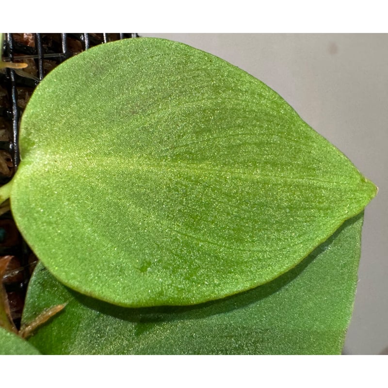 Philodendron sp. from Iquitos Peru [tanakay] |