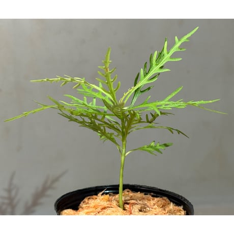 Labisia sp. from Jambi sumatera