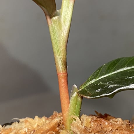 Unknown from Iquitos Peru [tanakay]
