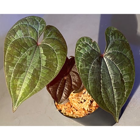 Dioscorea dodecaneura (discolor) from Ecuador