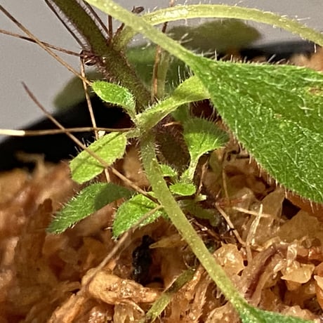 Codonoboea sp. from Sumatera barat [LA0317-01]