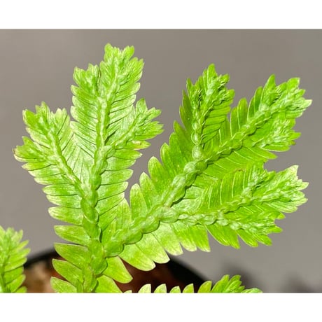 Selaginella sp. from Tanintharyi(Tennasserim)North Malay Peninsula Myanmar ①