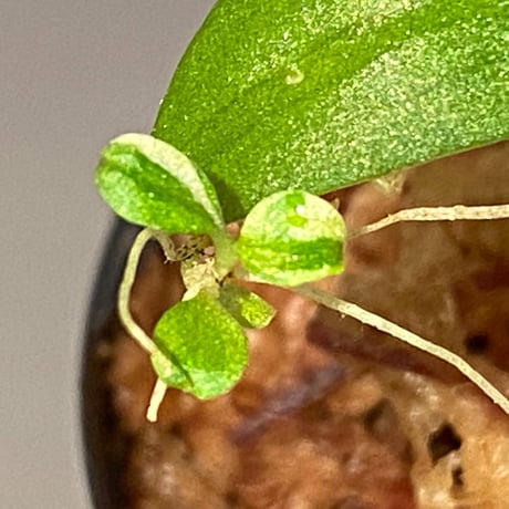 Schismatoglottis sp. "初霜錦" from Murung raya [LA0515-05]