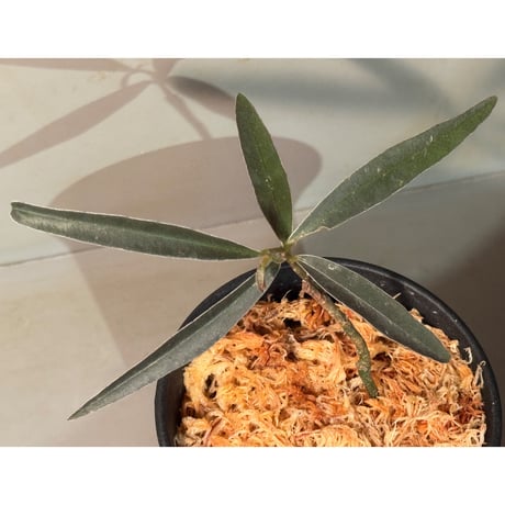Labisia sp. from Kapuas hulu West Kalimantan