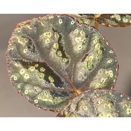 (３芽立ち) Begonia variabilis from Khao Luan Thailand [TK]