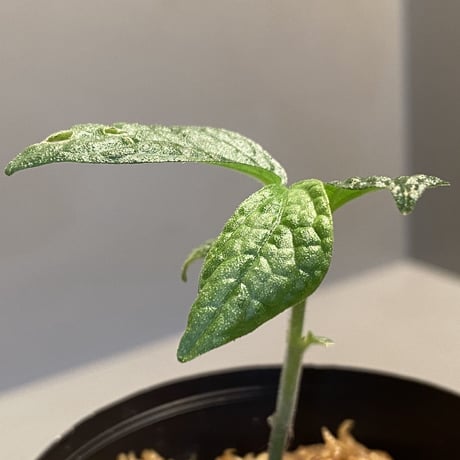 Elatostema sp. (Sri Lanka) ?