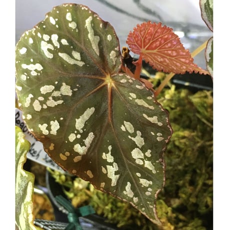 Begonia sp. from Aceh sumatera [LA1115-01T]