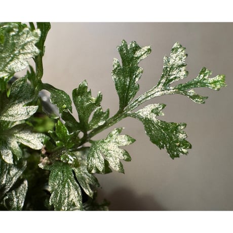 Bolbitis heteroclita cuspidata