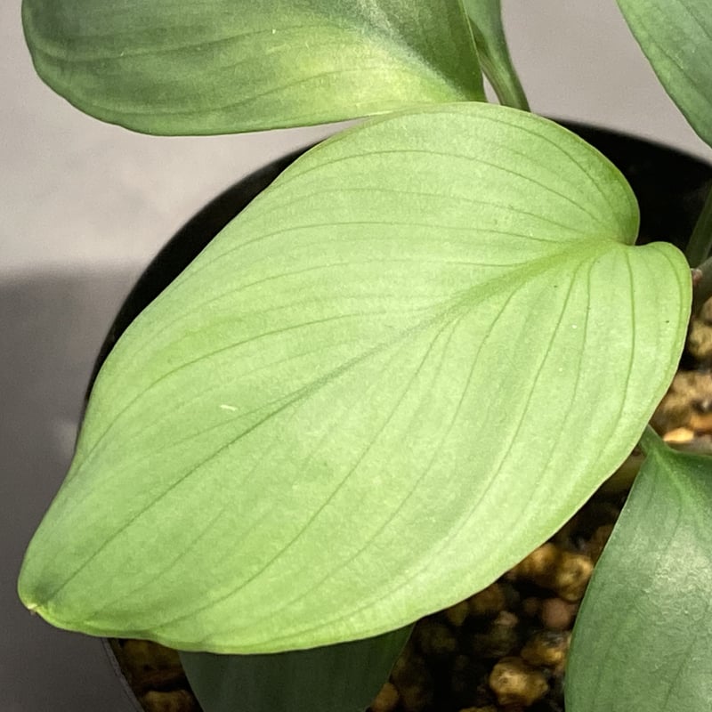 Homalomena 濡烏×Aceh Silver 【SSP23-01-f1】 Homalomena 濡烏×Aceh Silver 【SSP23-01-f1】 homalomena sp