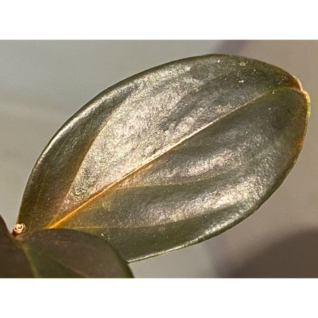 Rhodospatha sp. from Ecuador [tanakay]