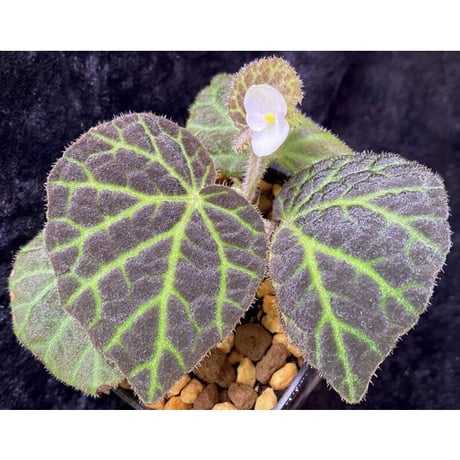 Begonia sp . from Sumpur [TK031117]