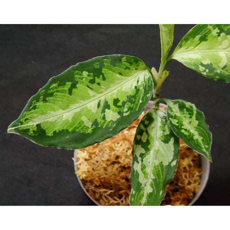 Aglaonema pictum multicolor Chinook BNN from Sibolga Timur [AZ0415-2]