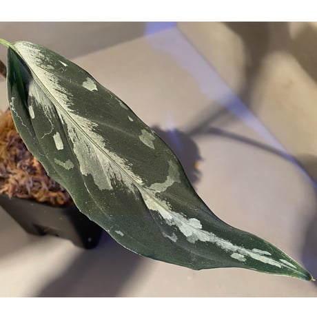 Aglaonema pictum A "しるば〜らいん" from Aceh sumatera [LA0315-4j]