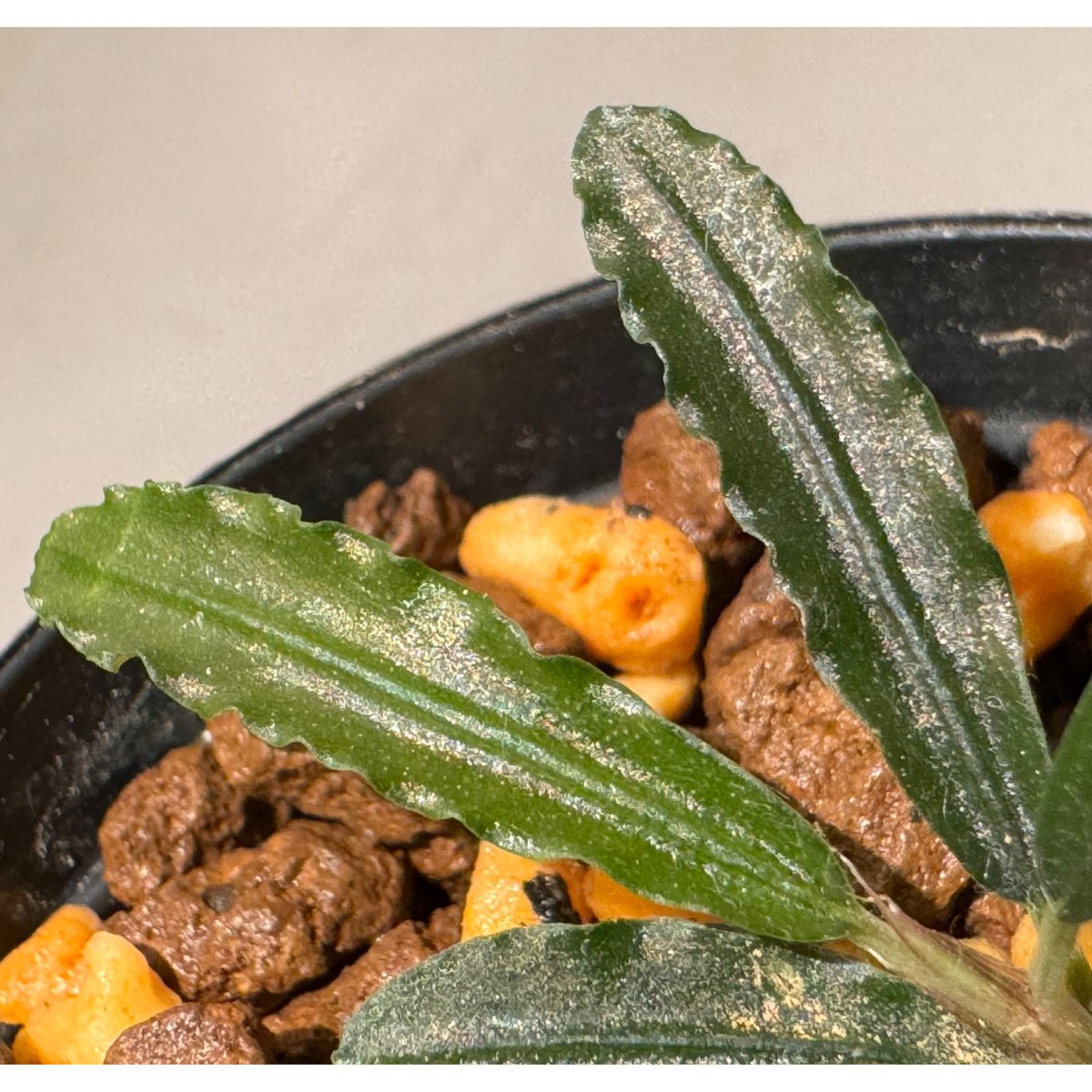 BUCEPHALANDRA for ヒューメリック BUCEPHALANDRA for ヒューメリック