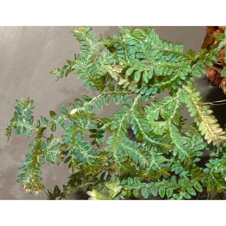Selaginella willdenowii