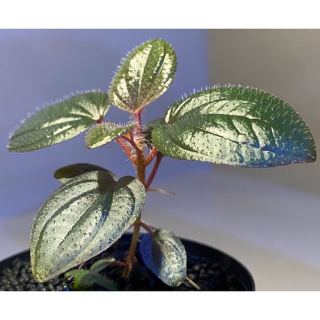 Phyllagathis rotundifolia [STRINGE PLANTS]