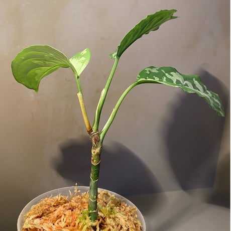Aglaonema pictum AP from Aceh sumatera [LA1115-02j]
