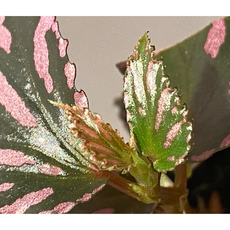 Begonia sp. ぼっち株 from Julau [R1214-01b]