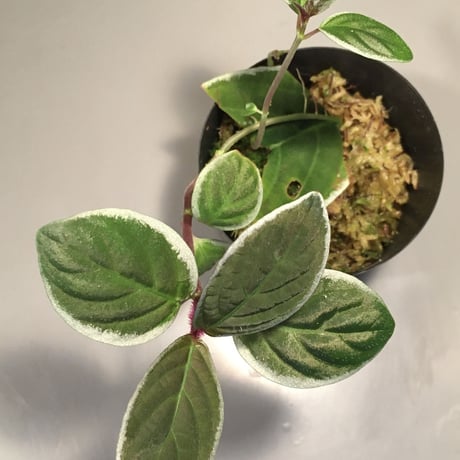 Cosmianthemum bullatum [LA0515-02]