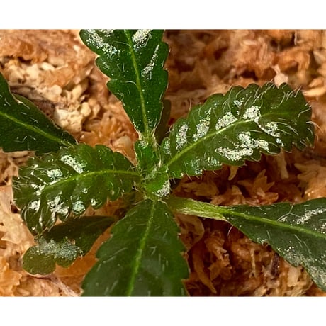 Nautilocalyx pemphidius