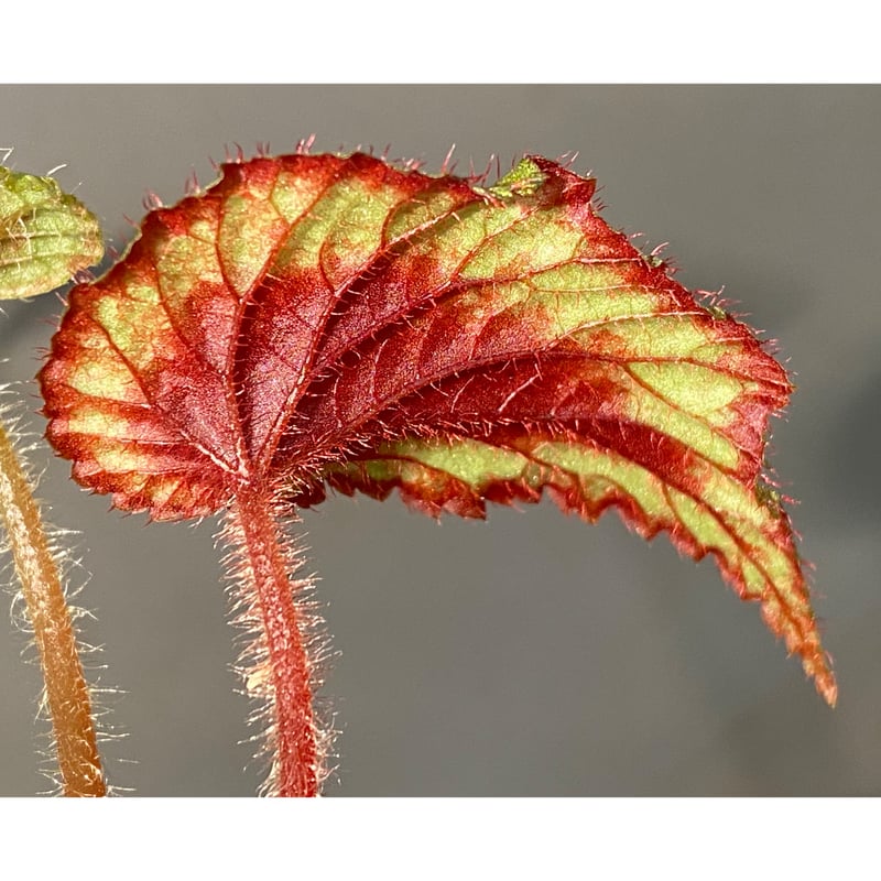Begonia sp. from Ha Giang North Vietnam | M・R・G・R