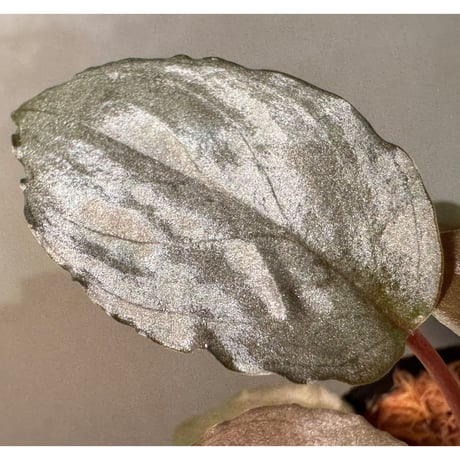 Homalomena sp. "Kurogane" SRP from Pulau Lingga [HW1017-XX]