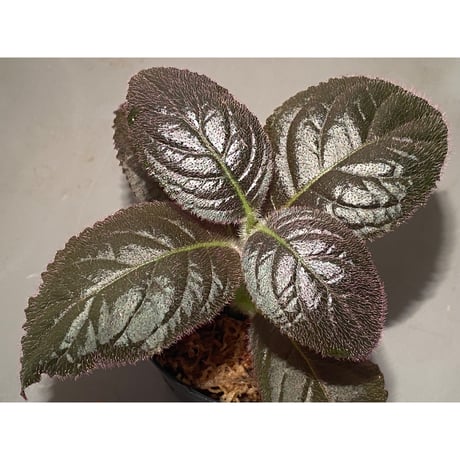 Unknown from Iquitos Peru [tanakay]