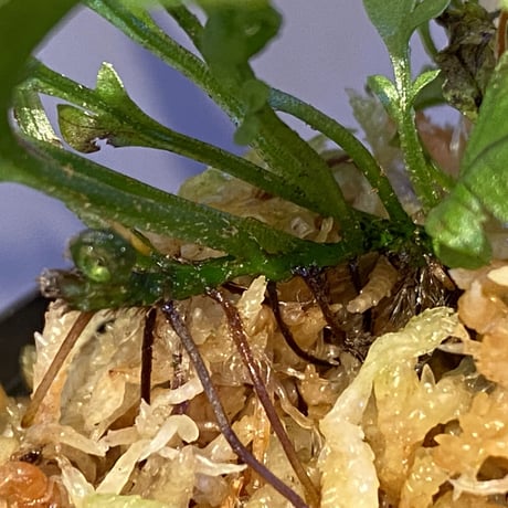 Microsorum sp. "Short Dragon Tail"