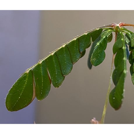 Biophytum cf. sensitivum [LA]