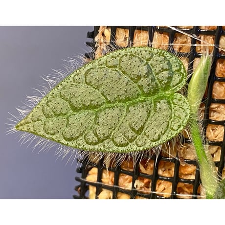 Ficus sp. from Selangor