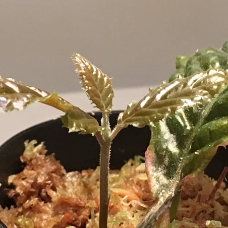 Ardisia sp. fromBengkulu [LA0315-1]