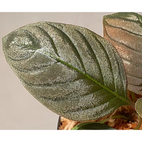Ophiorrhiza sp. from Papua Barat [LA0319-01]