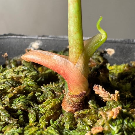 Anthurium cutucuense 伊藤蟻植物農園