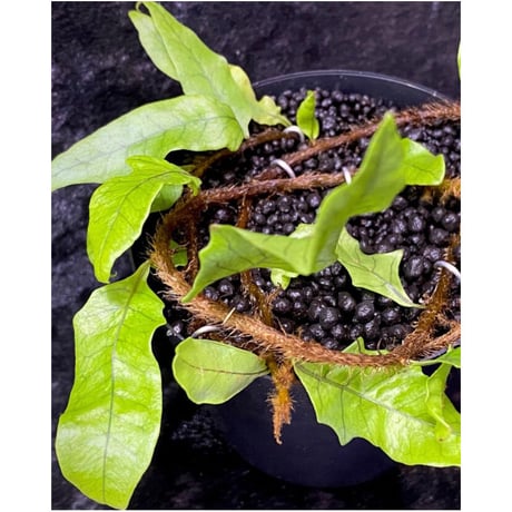 Microgramma lycopodioides from Costa Rica 伊藤蟻植物農園