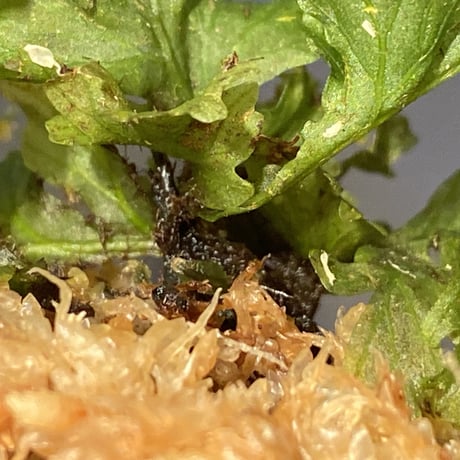 Crepidomanes sp. from Papua New Guinea